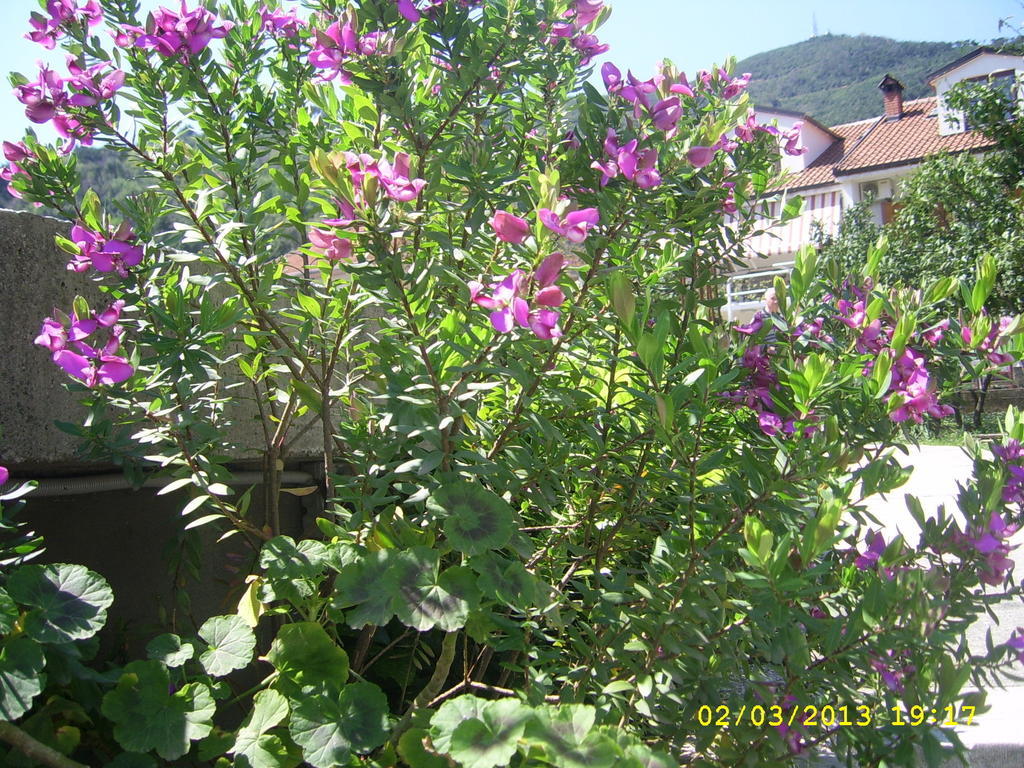 Apartments Budva Center 2 Room photo